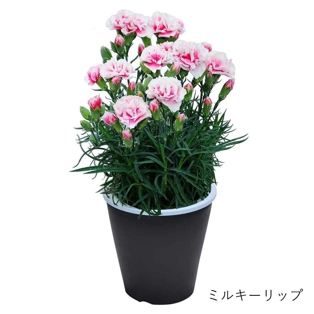 ミルキーリップ