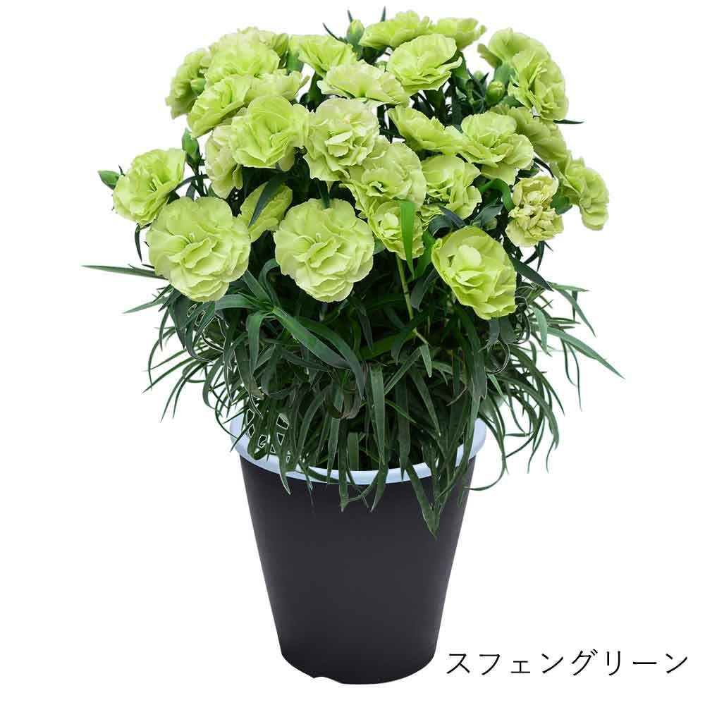 スフェングリーン