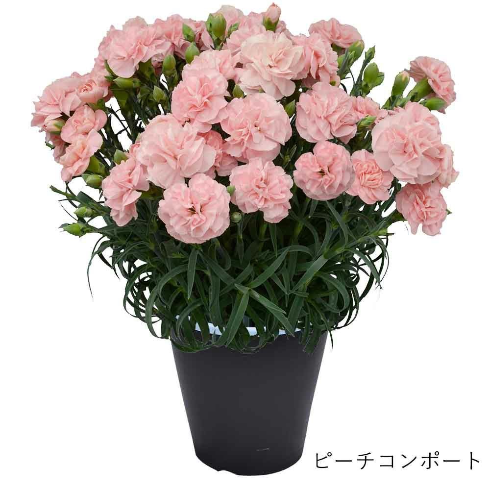 ピーチコンポート