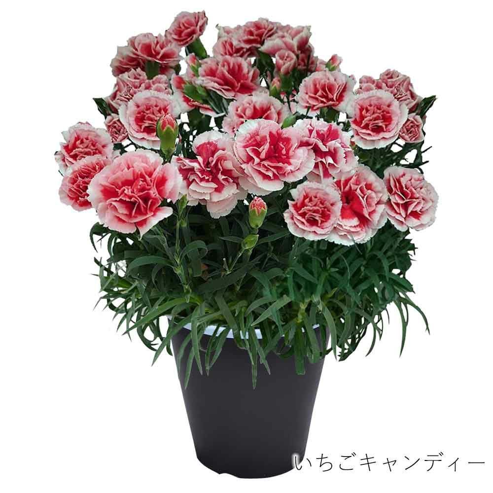 いちごキャンディ