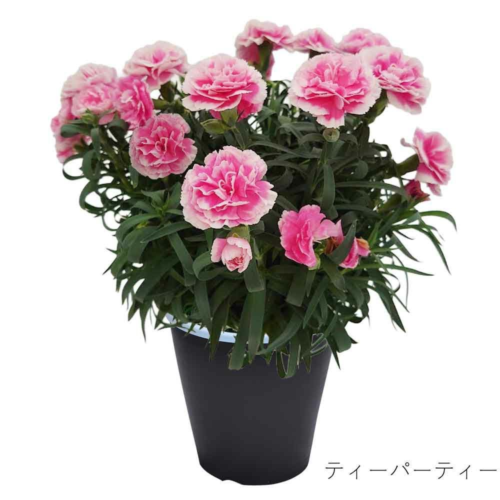 ティーパーティ