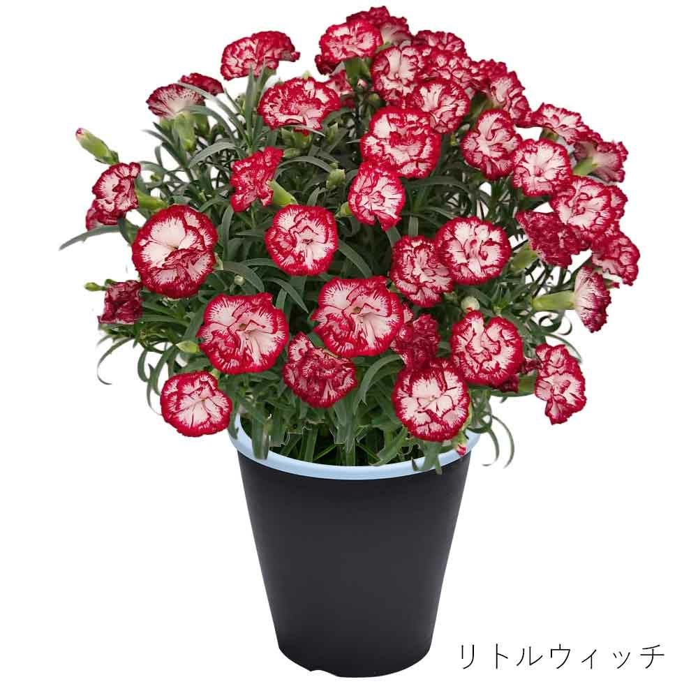 リトルウィッチ