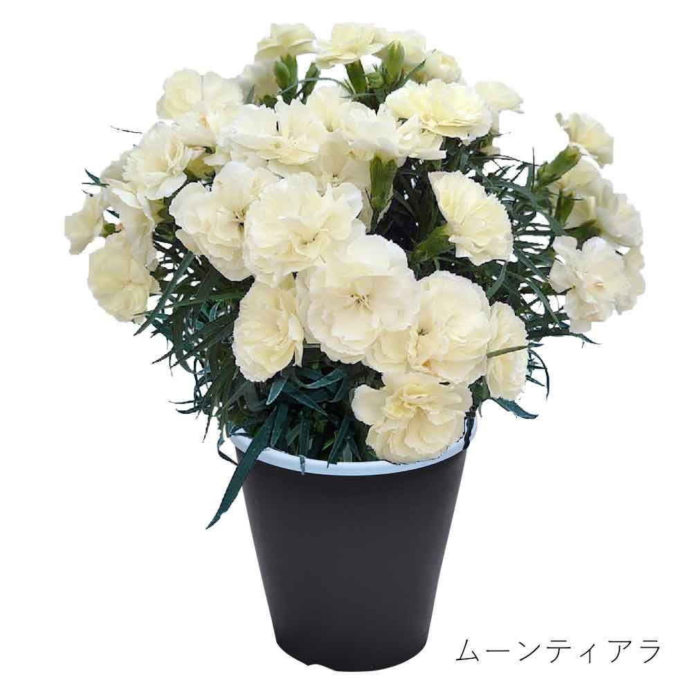 ムーンティアラ