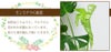  観葉植物 モンステラ6号鉢