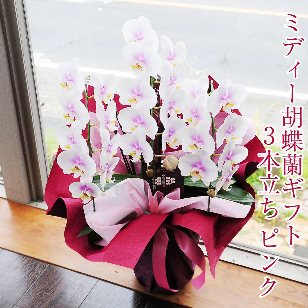 �~�f�B�Ӓ����s���N�n 3�{����
