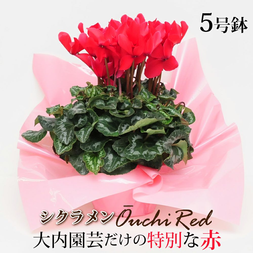 �Y���V�N������ �I�I�E�`���b�h5����