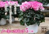 シクラメン ノーネームピンク  5号鉢