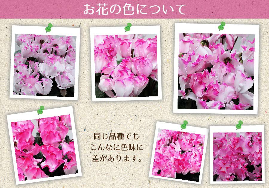 シクラメン ノーネームピンク  5号鉢