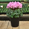 産地直送 シクラメン 8号鉢 お歳暮 帰省暮 8寸