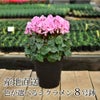 産地直送 シクラメン 8号鉢 お歳暮 帰省暮 8寸