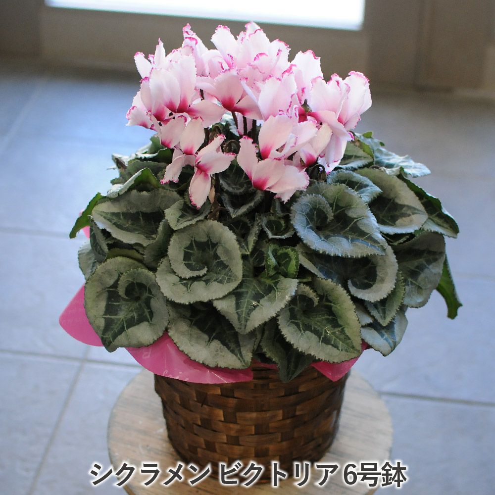 シクラメン ビクトリア 6号鉢