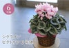 シクラメン ビクトリア 6号鉢