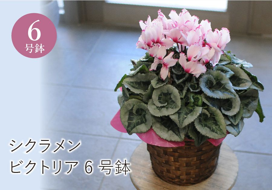 シクラメン ビクトリア 6号鉢