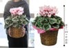 シクラメン ビクトリア 6号鉢