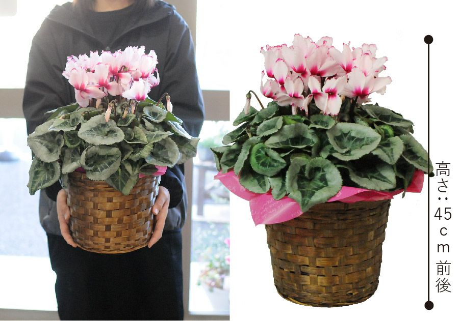 シクラメン ビクトリア 6号鉢