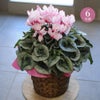シクラメン ビクトリア 6号鉢