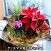 クリスマス寄せ鉢ミックス