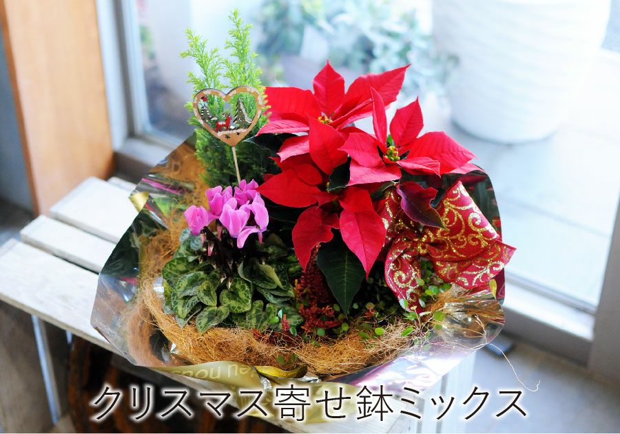 クリスマス寄せ鉢ミックス