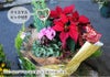 クリスマス寄せ鉢ミックス
