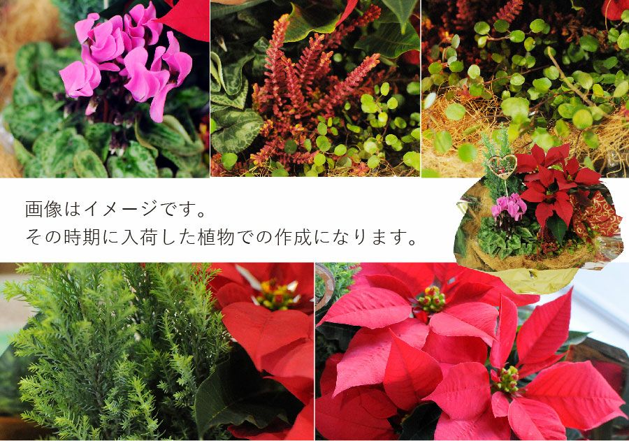 クリスマス寄せ鉢ミックス