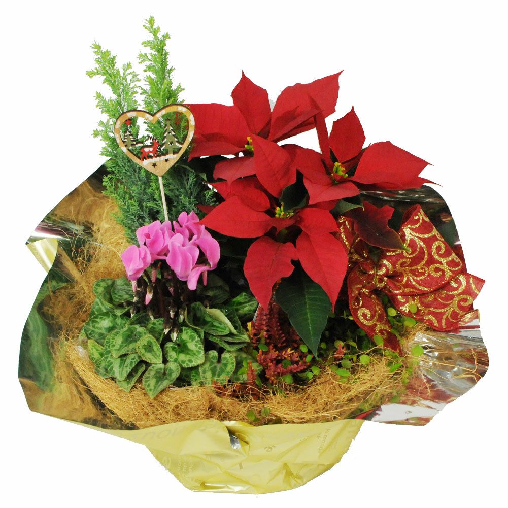 クリスマス寄せ鉢ミックス