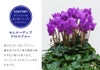 産地直送 シクラメン セレナーディア アロマブルー 5号鉢 サントリーフラワーズ