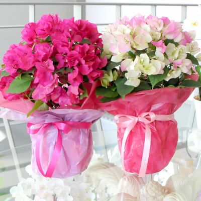 ブーゲンビリア