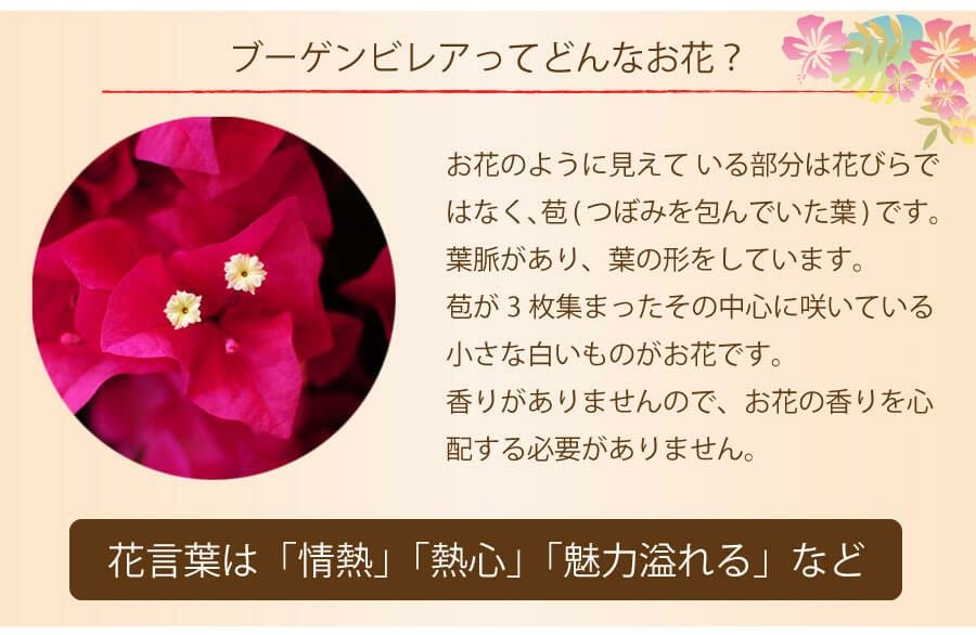 ブーゲンビレアとは