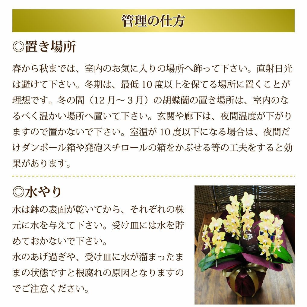 ミディ ミニ 胡蝶蘭 黄色 ミディ胡蝶蘭 ゴールデンマンボ 3本立