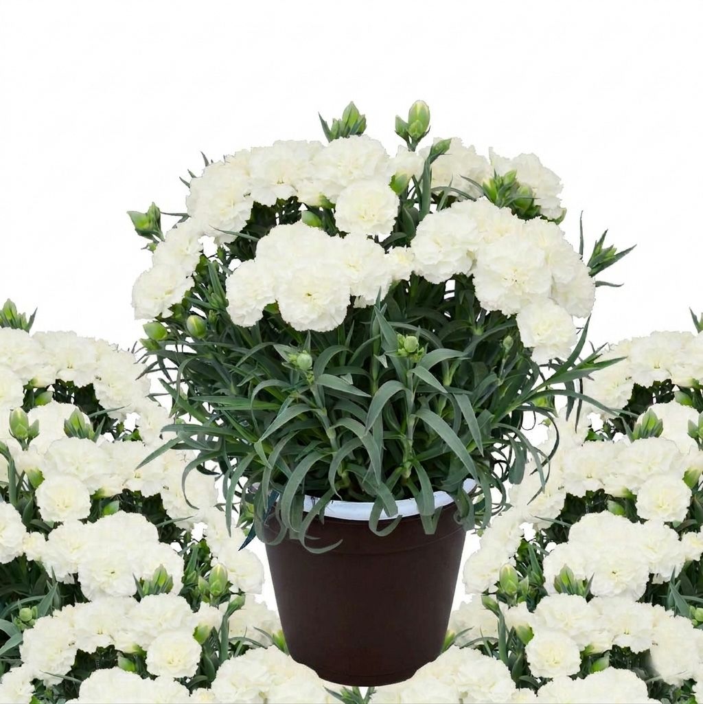 白いカーネーションフィエルテホワイト