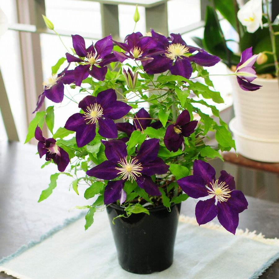 クレマチスはやて5号鉢