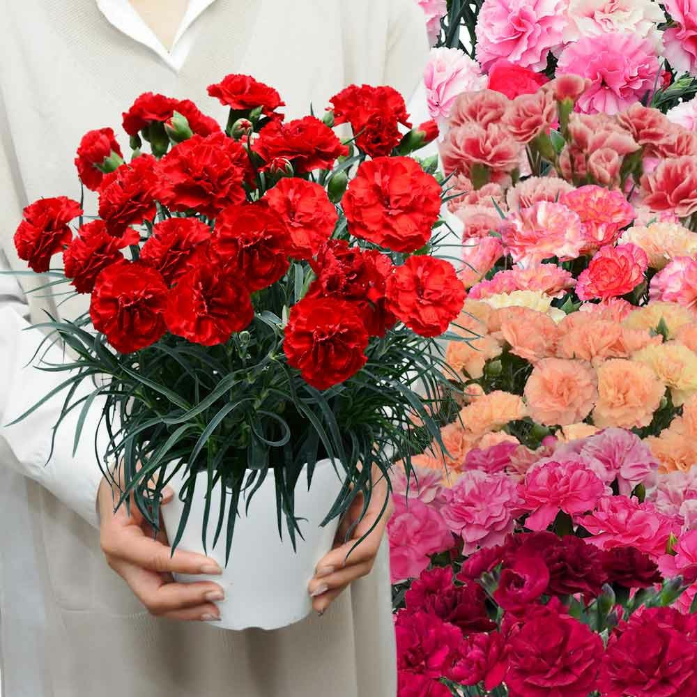 大きなサイズカーネーション6号鉢