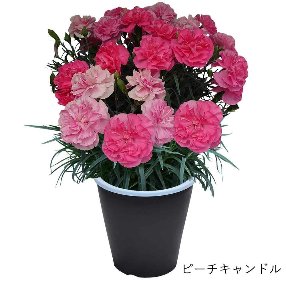 ピーチキャンドル