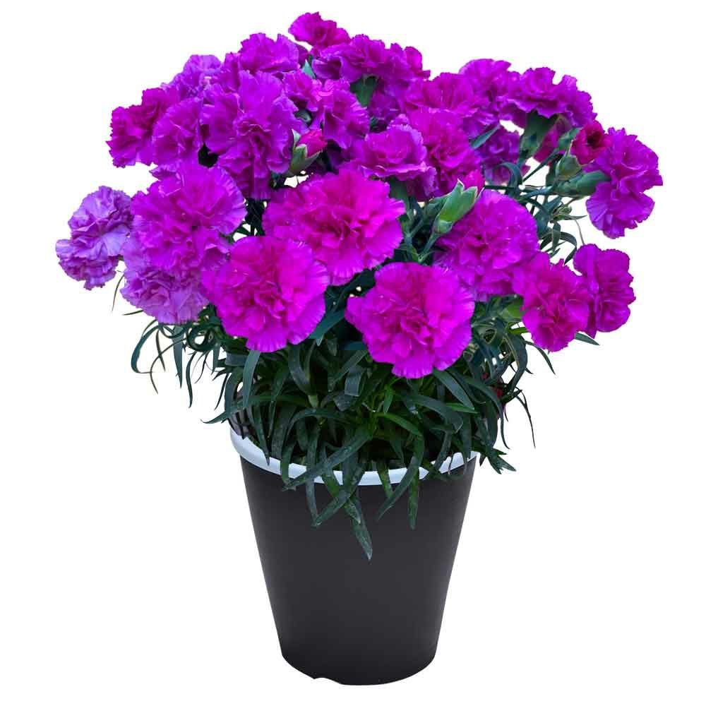 ベリーマフィン