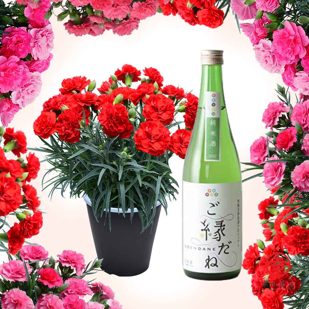 カーネーション鉢植えと日本酒セット