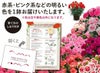レッド系かピンク系でお届けします