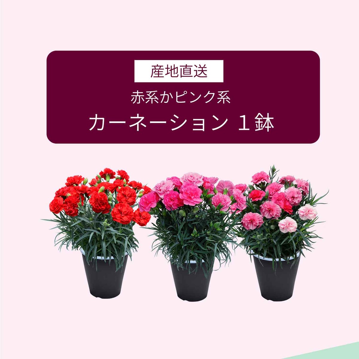 お酒は20歳になってから