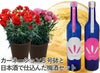 梅酒＆カーネーション鉢ギフト