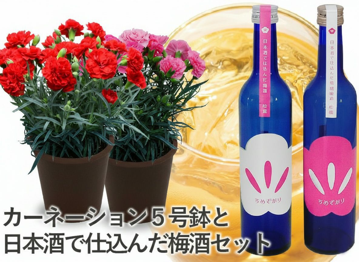 梅酒＆カーネーション鉢ギフト