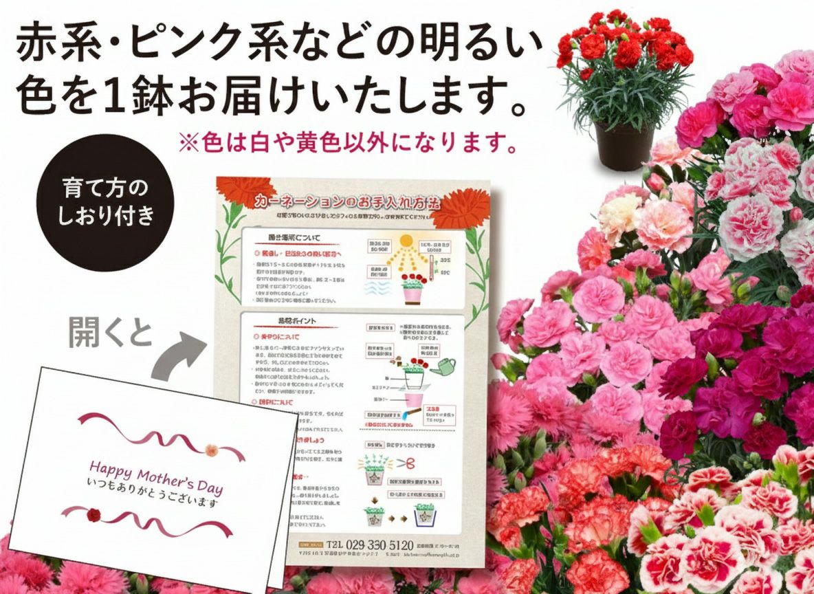 レッド系かピンク系をお届けします