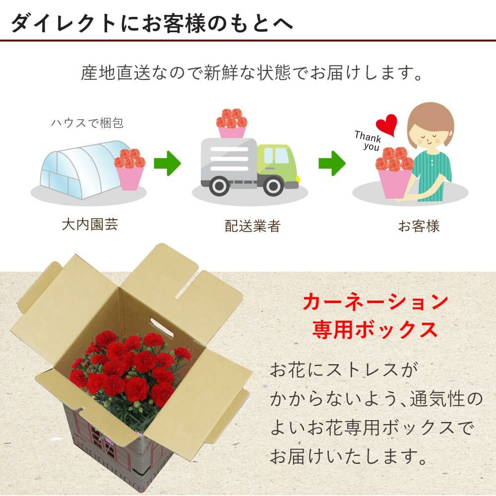 カーネーション5号鉢サイズ