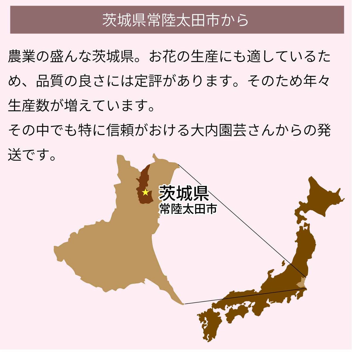 カーネーション5号鉢サイズ