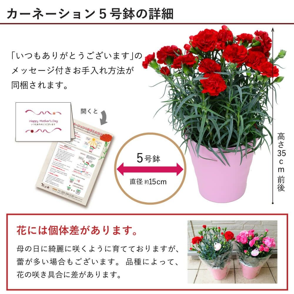 何色が届くかはお楽しみ おまかせ カーネーション 5号鉢 母の日