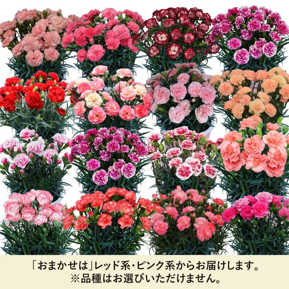 何色が届くかはお楽しみ おまかせ カーネーション 6号鉢 母の日