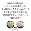 コットンキャンディイメージ
