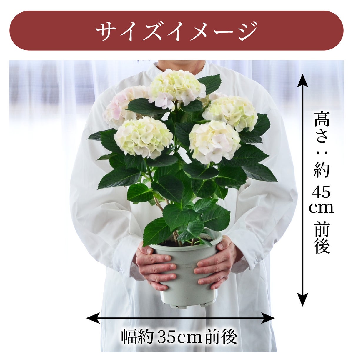 コットンキャンディイメージ
