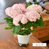母の日 アジサイ てまりてまり