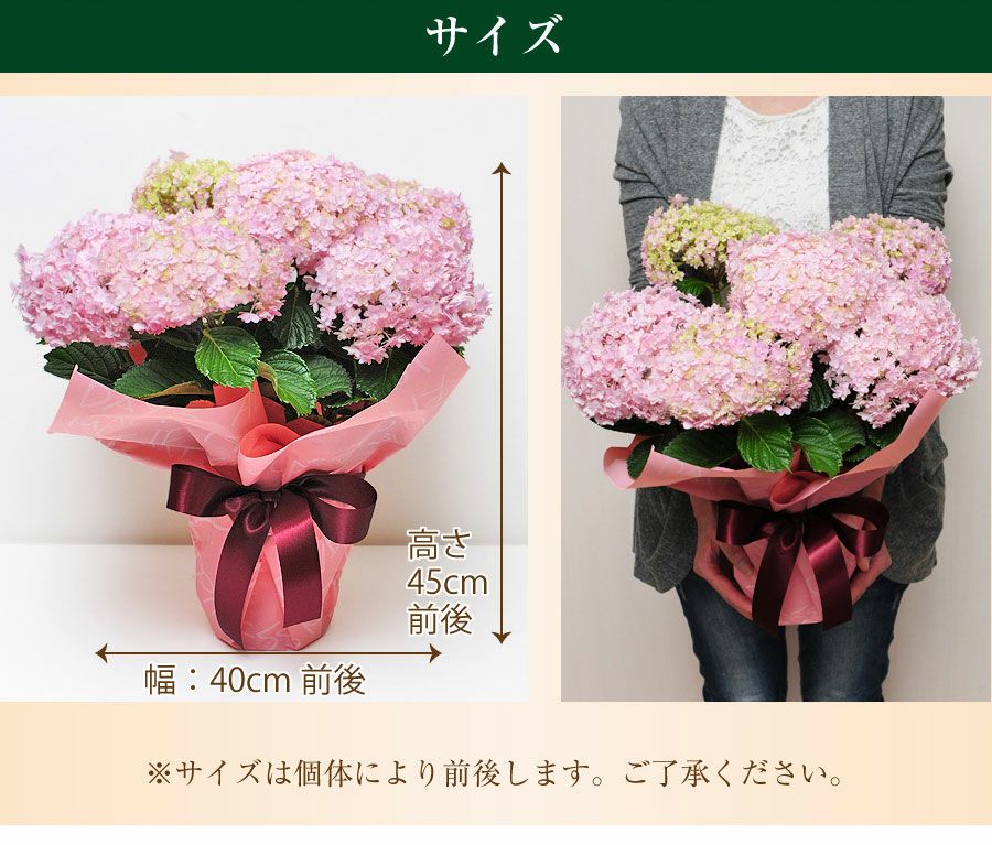 母の日 アジサイ てまりてまり