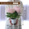 母の日 アジサイ てまりてまり