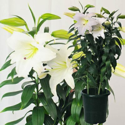 カサブランカ3本立7号鉢